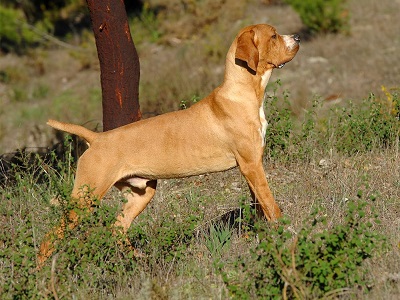 Perdigueiro